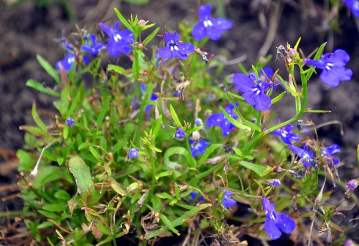 Lobelia erinus 'Riviera bleu marine'